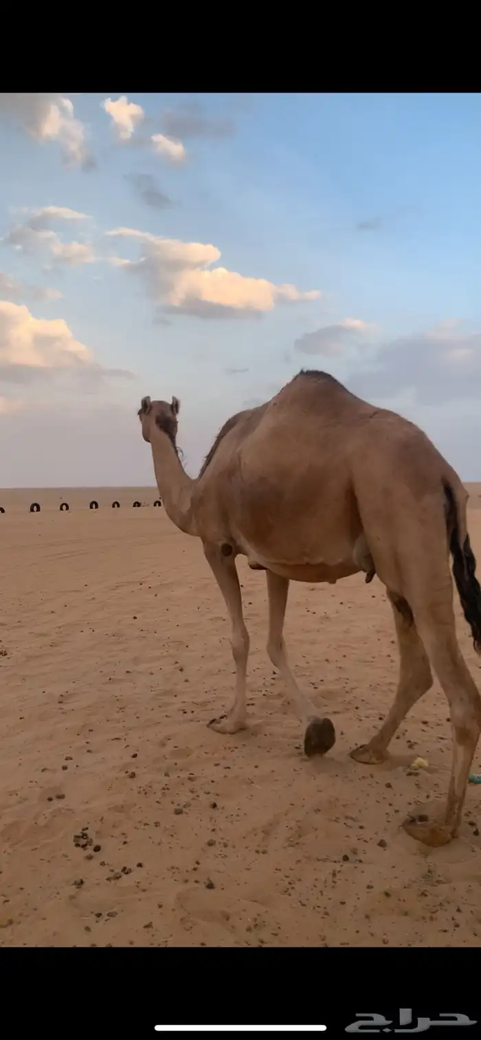 لقحه تنتج كفو 0