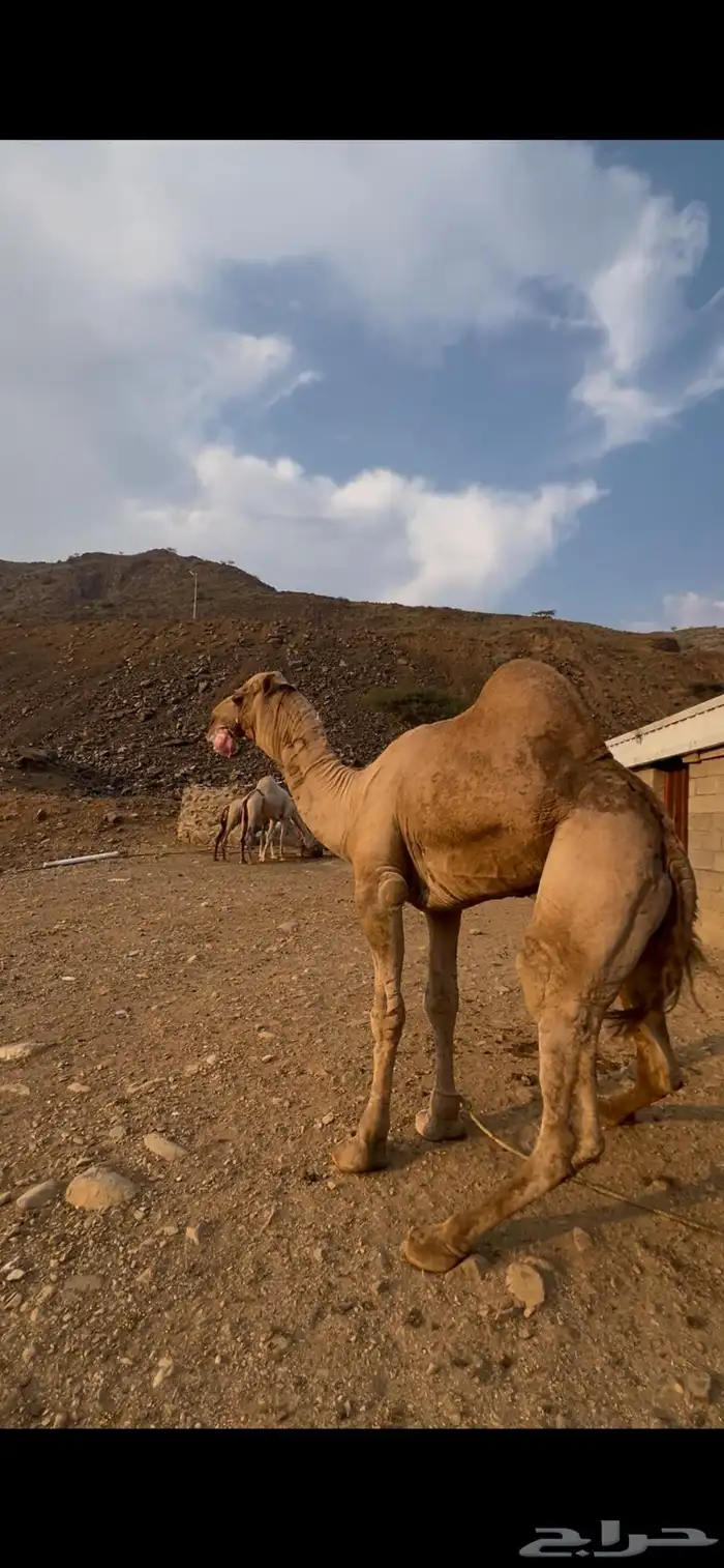 جمل فحل مشروط 0