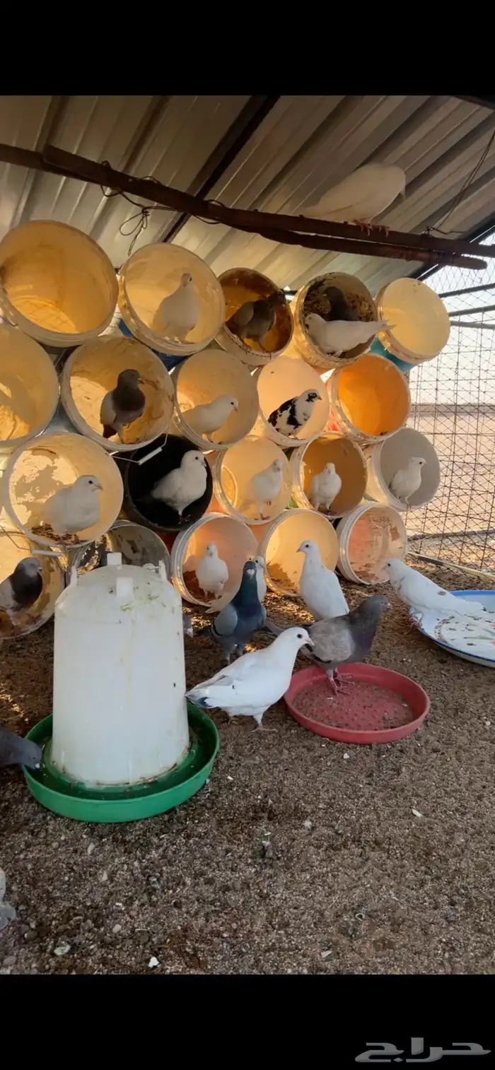 حمام فرنسي طيب 17 جوز تقريبا 34 حبة 0