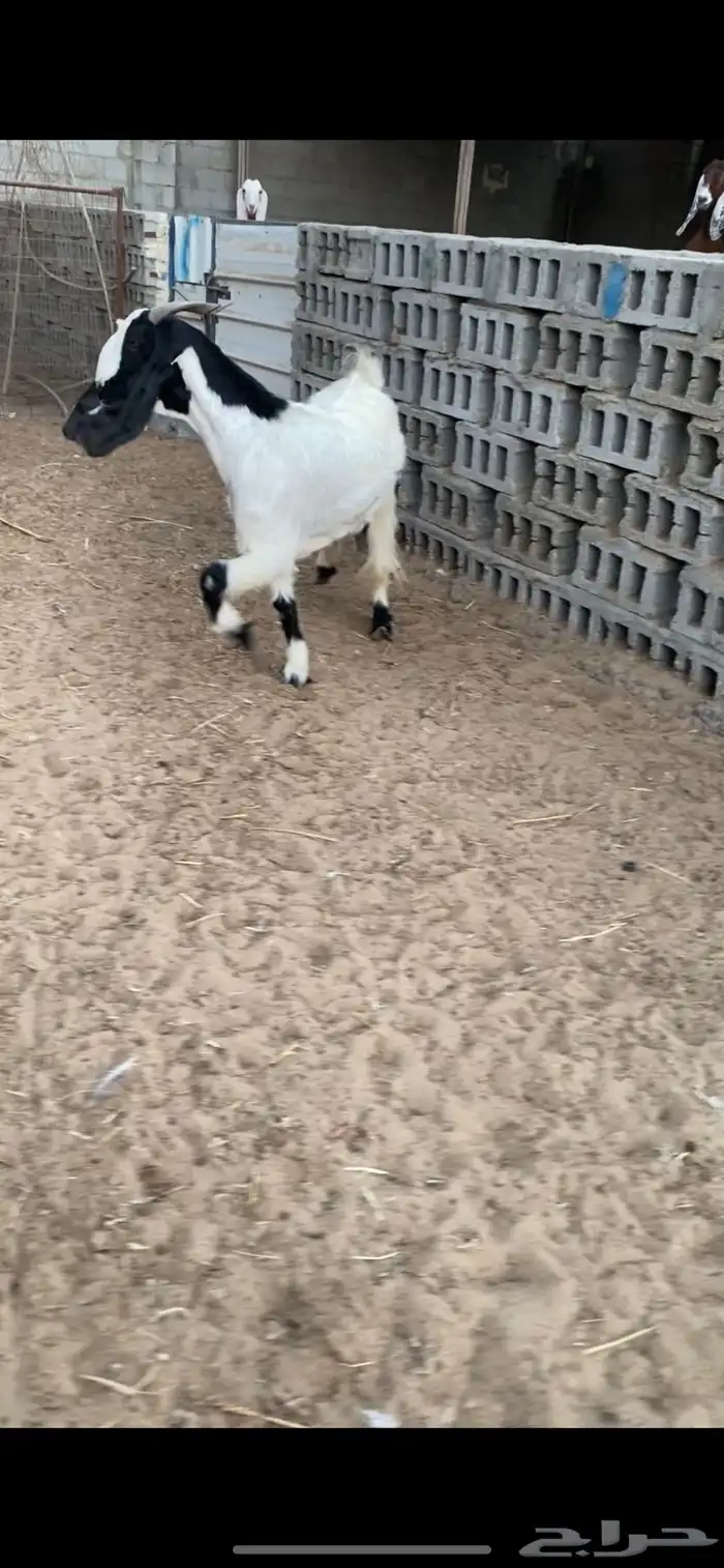 ماعز مطوره 0