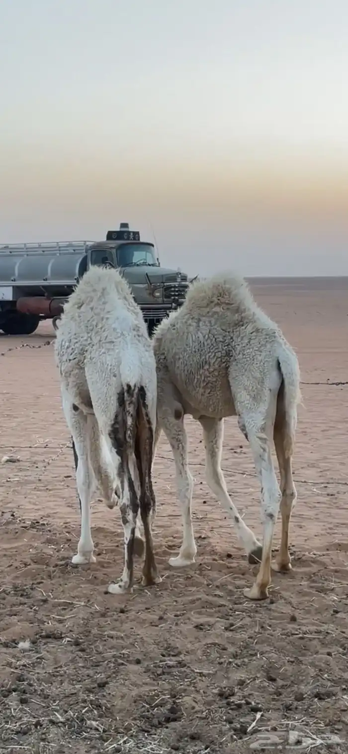 حشو قصب للبيع نضيفه وسليمه شرط 1