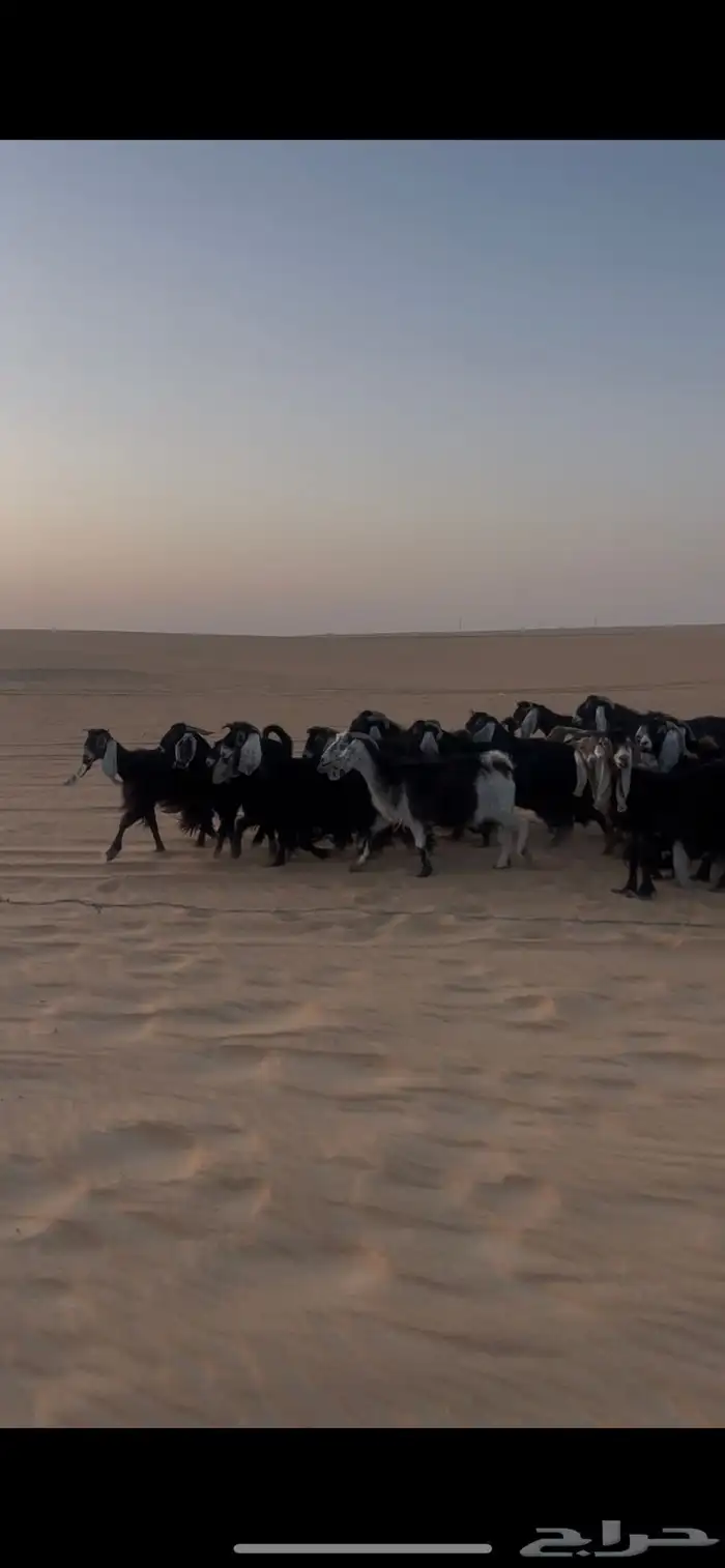 ماعز عوارض 1