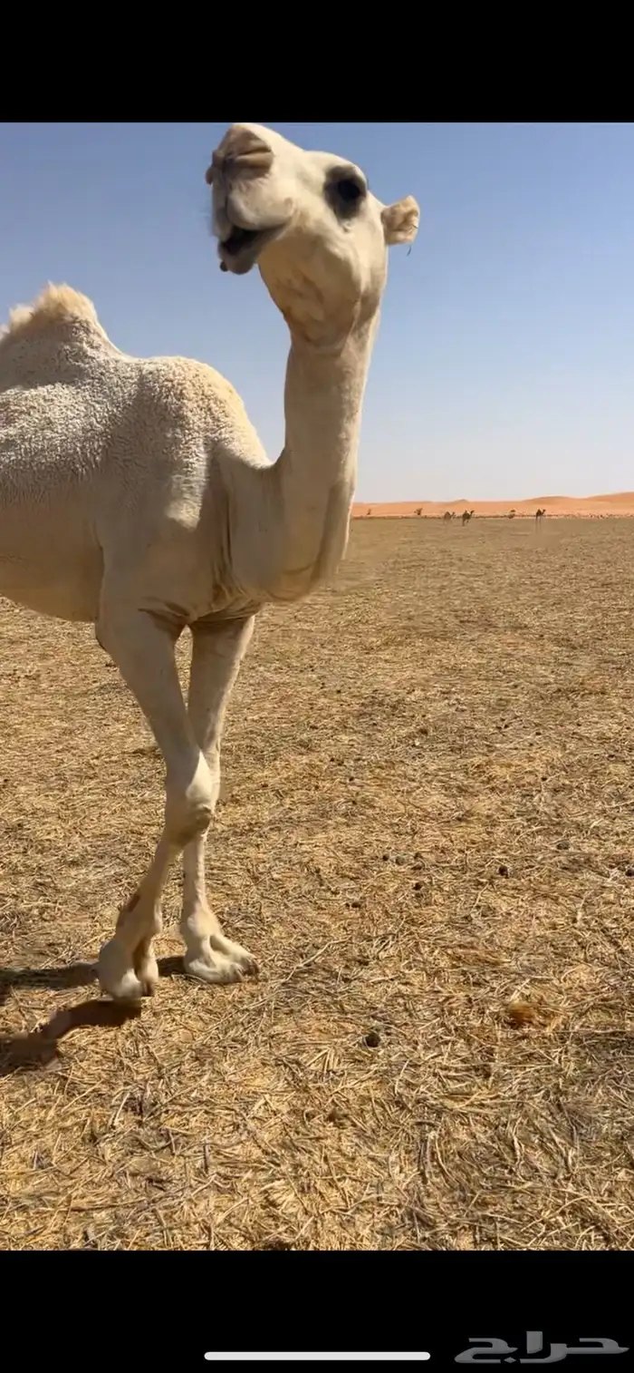 قعود مفرود يدخل حق الشتاء ذا 1
