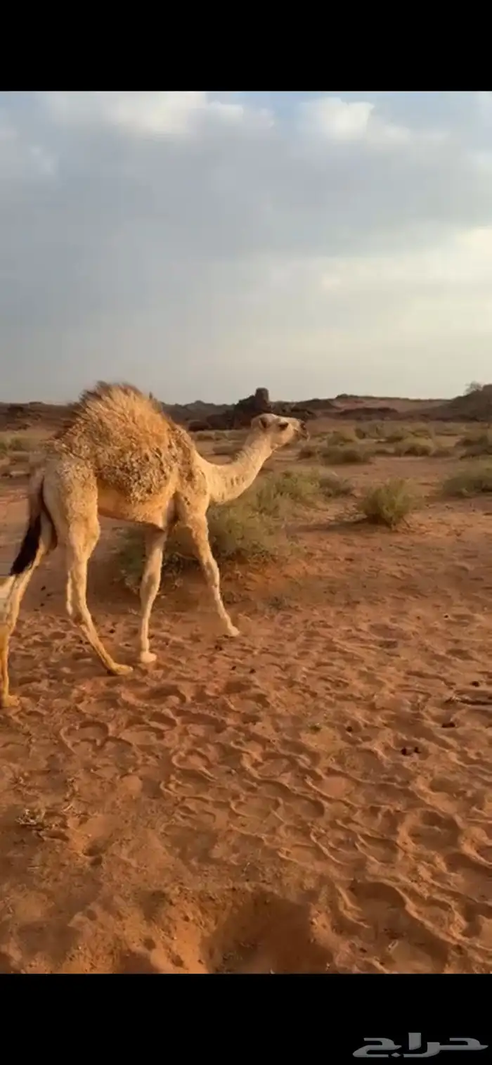 قعود طيب 0