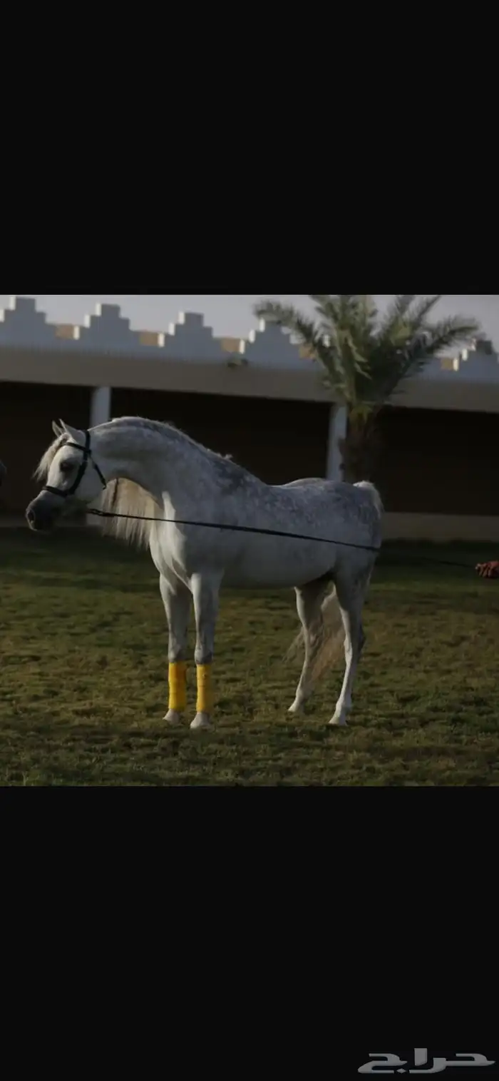 مهرة عربيه اصيل 3