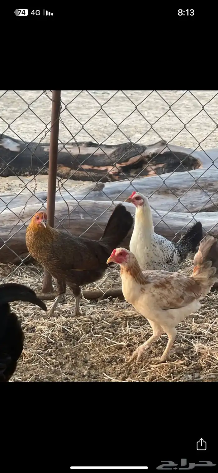 دجاج بلدي الوسقة 0