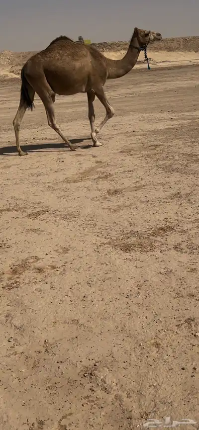للبيع لقحه هجن على سليع العمراني 0