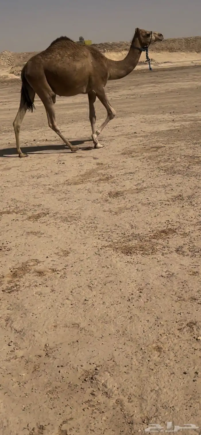 للبيع لقحه هجن على سليع العمراني 0