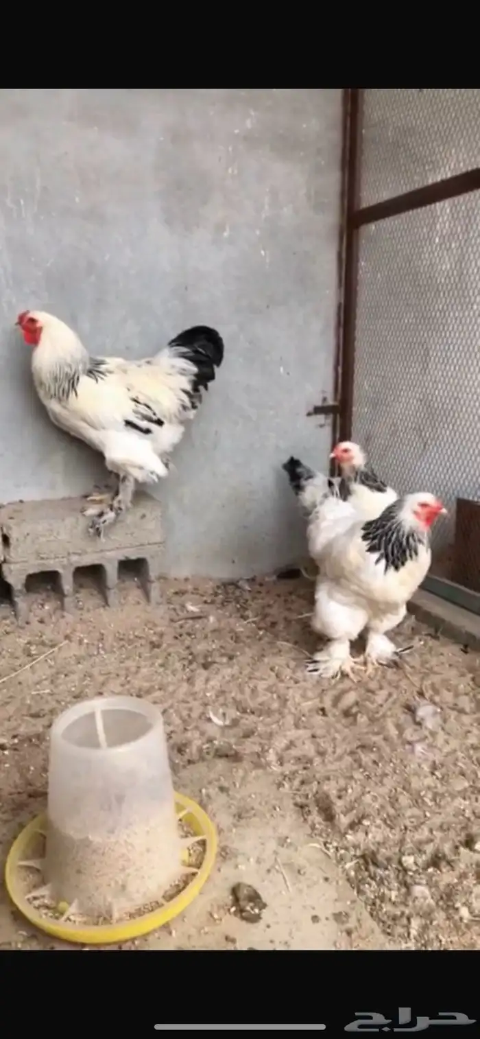 طقم براهما 0