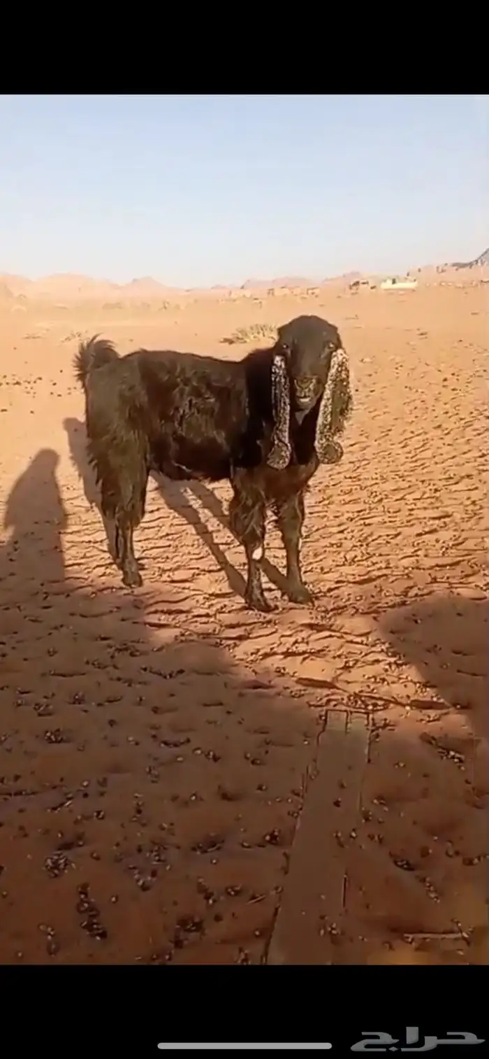 تيس شامي 1