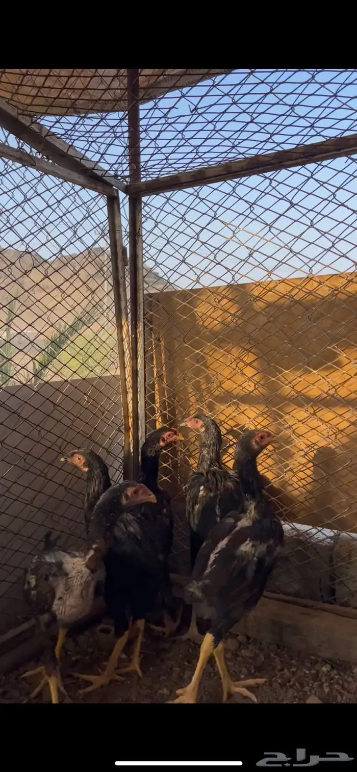 باكستاني وبراهما 1
