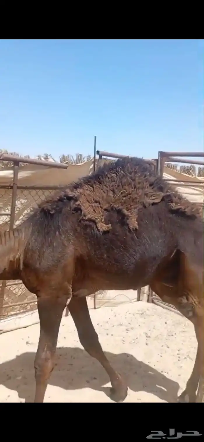 قعود عمره 7 شهور على حليب امه شحم ولحم فل الفل 2