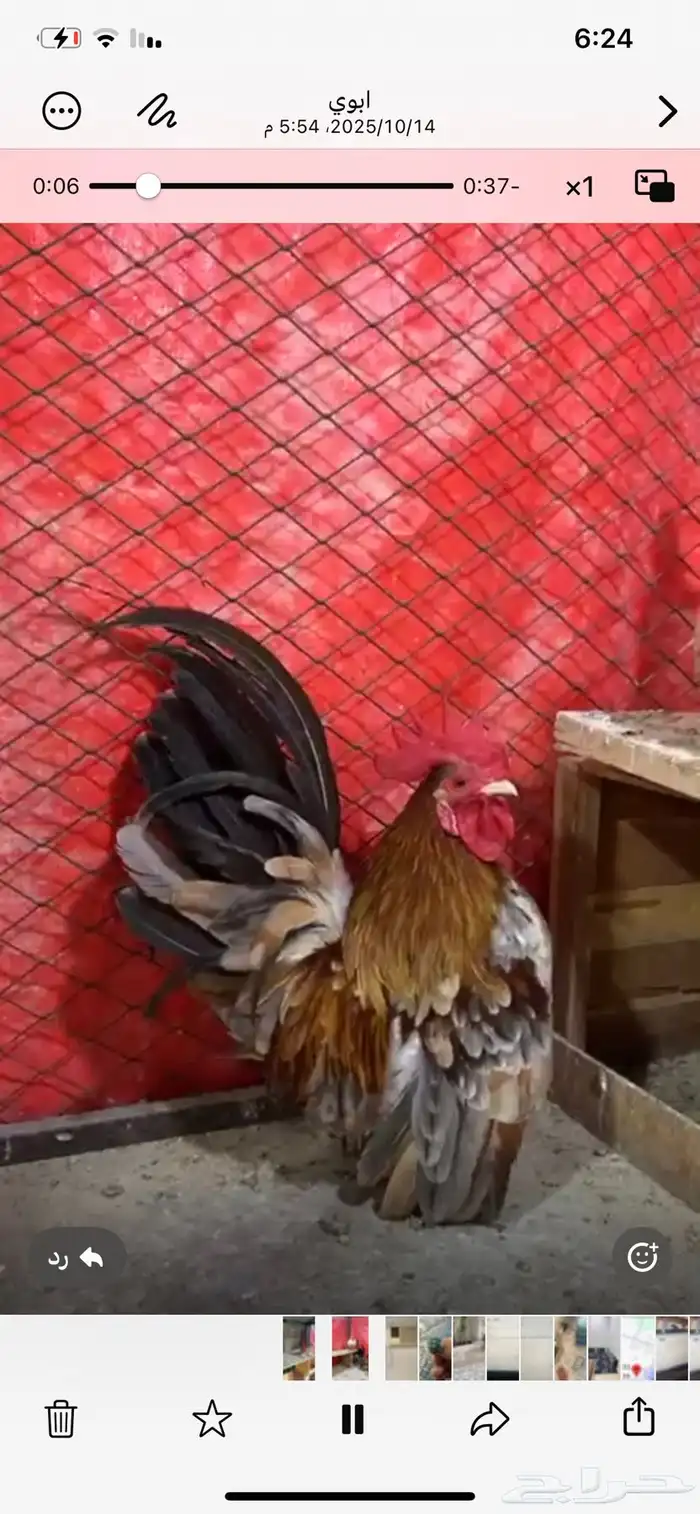 جوز جابنيز وذكر ساكسن للبيع 0