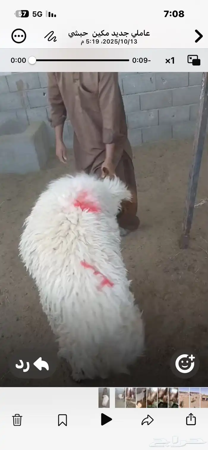 للبيع جذعات نعيم طيبات ثمان إلى تسع شهور 0