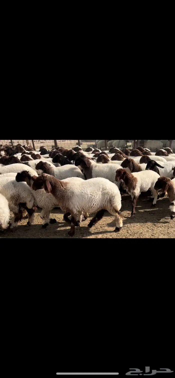 جذعات نعيم مقاني 4