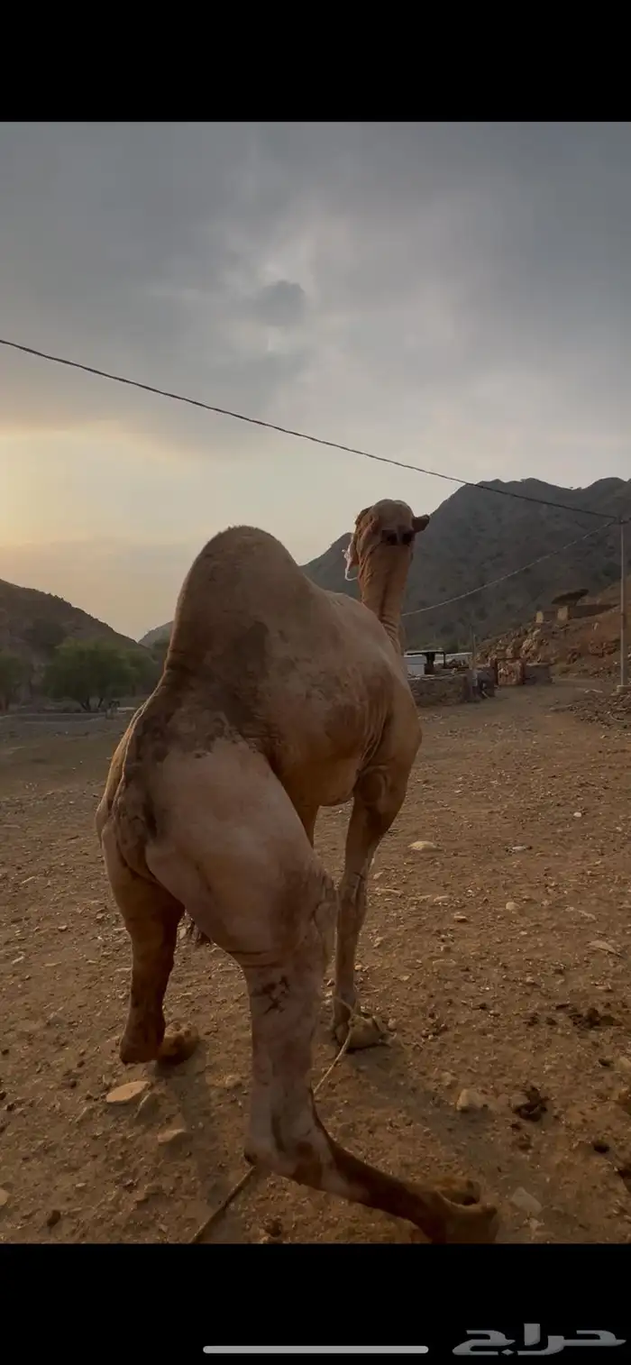جمل فحل مشروط 3