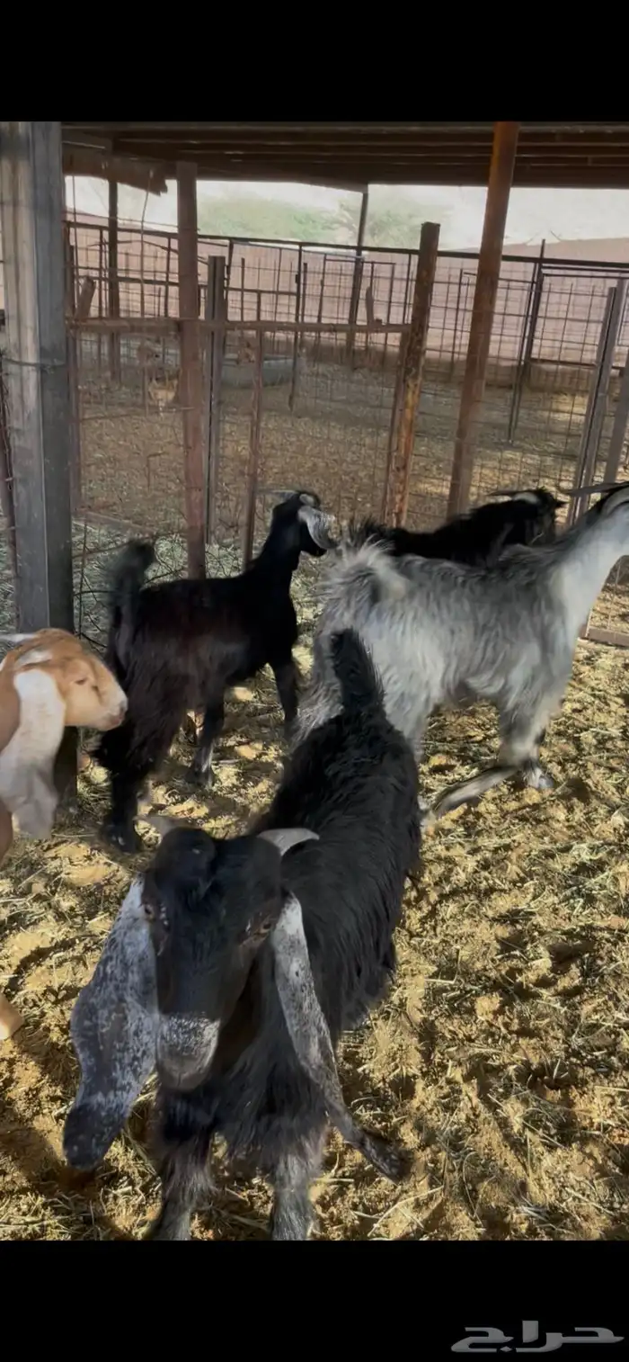 6 تيوس ذبايح طيبة 2