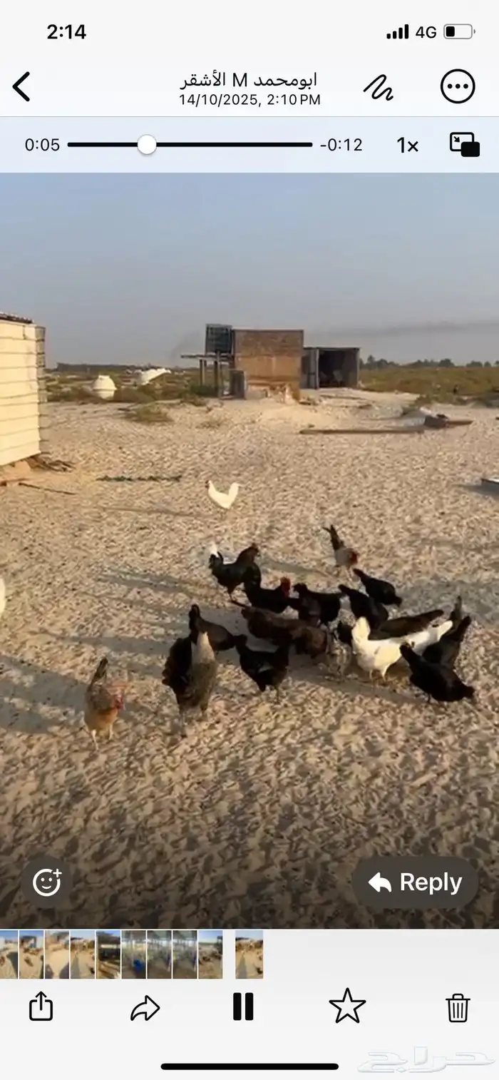 دجاج مشكلة عربي وفيومي 1