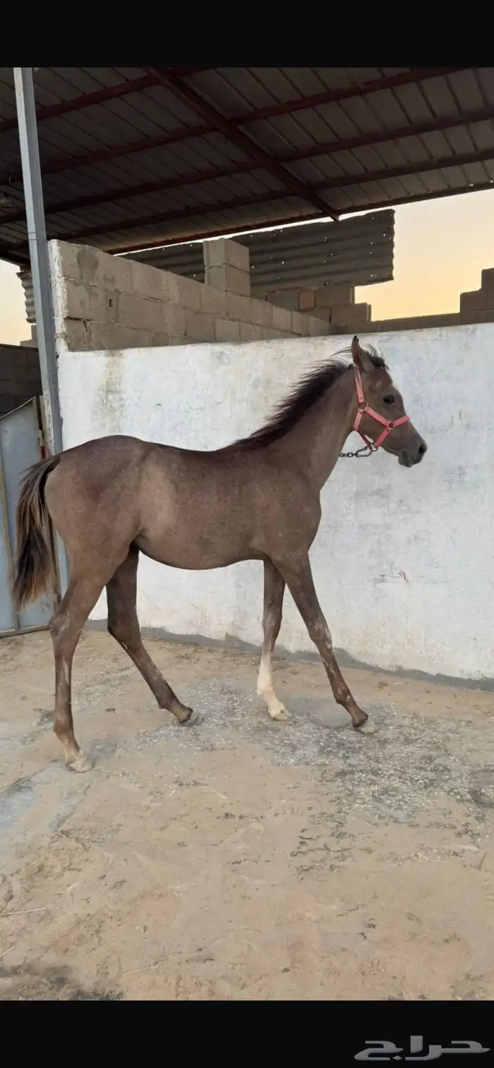 مهرة عربيه اصيل 1