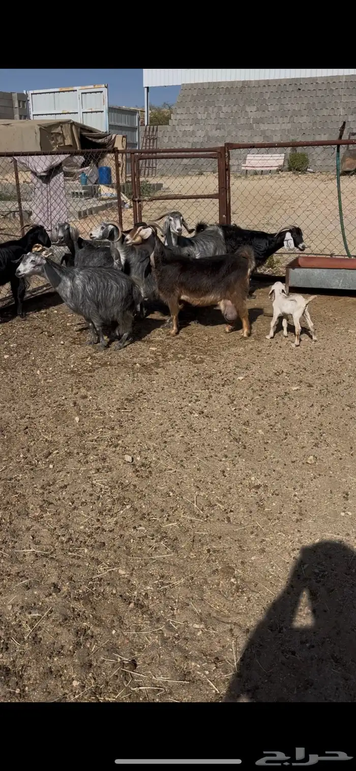 معزى ديره عربيات7(مبيوعه) 1