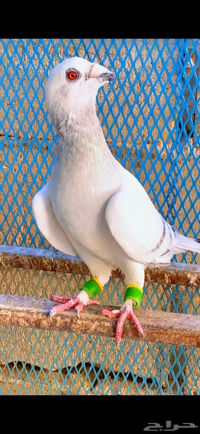 حمام سوري 0