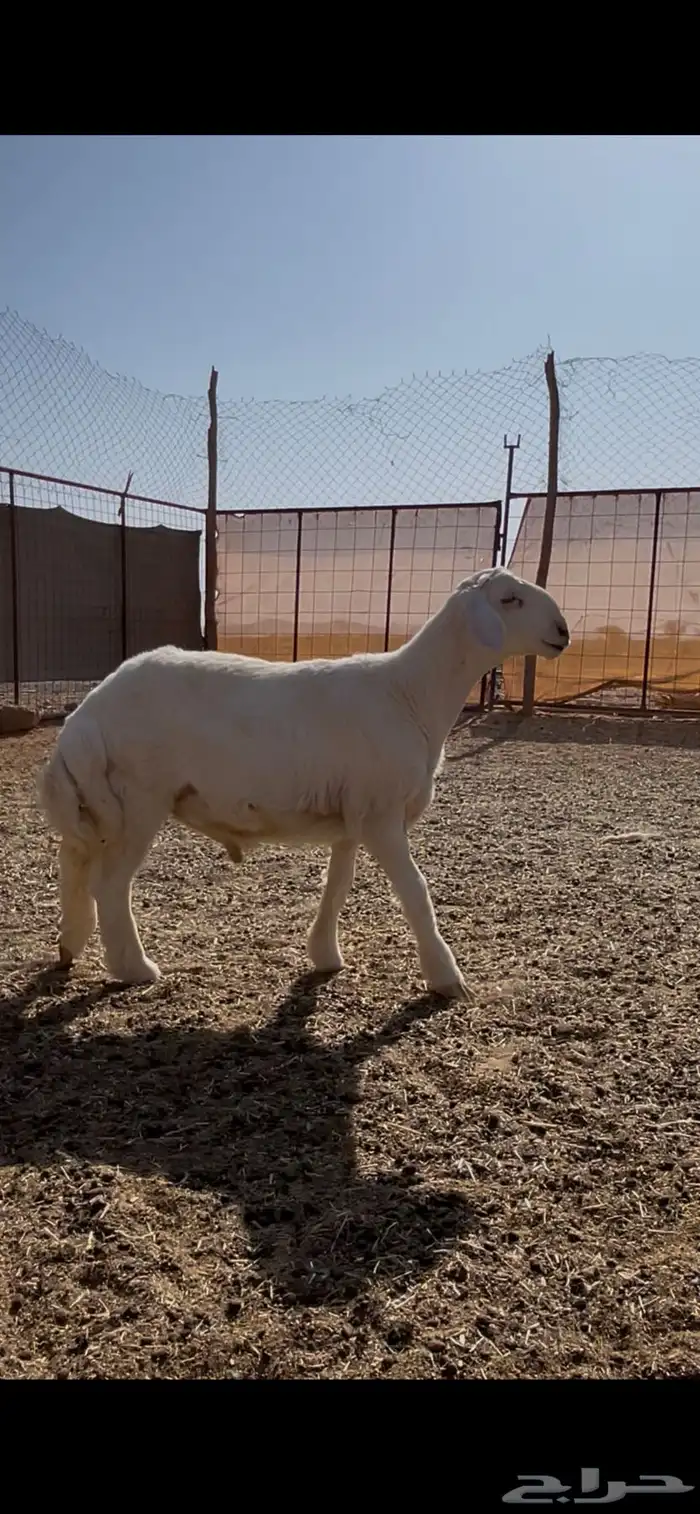 مشروع فحل صنف 0