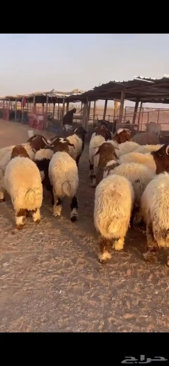 ذبايح نعيم نجدي سواكن شامل خدمه ذبح وتوصيل 9