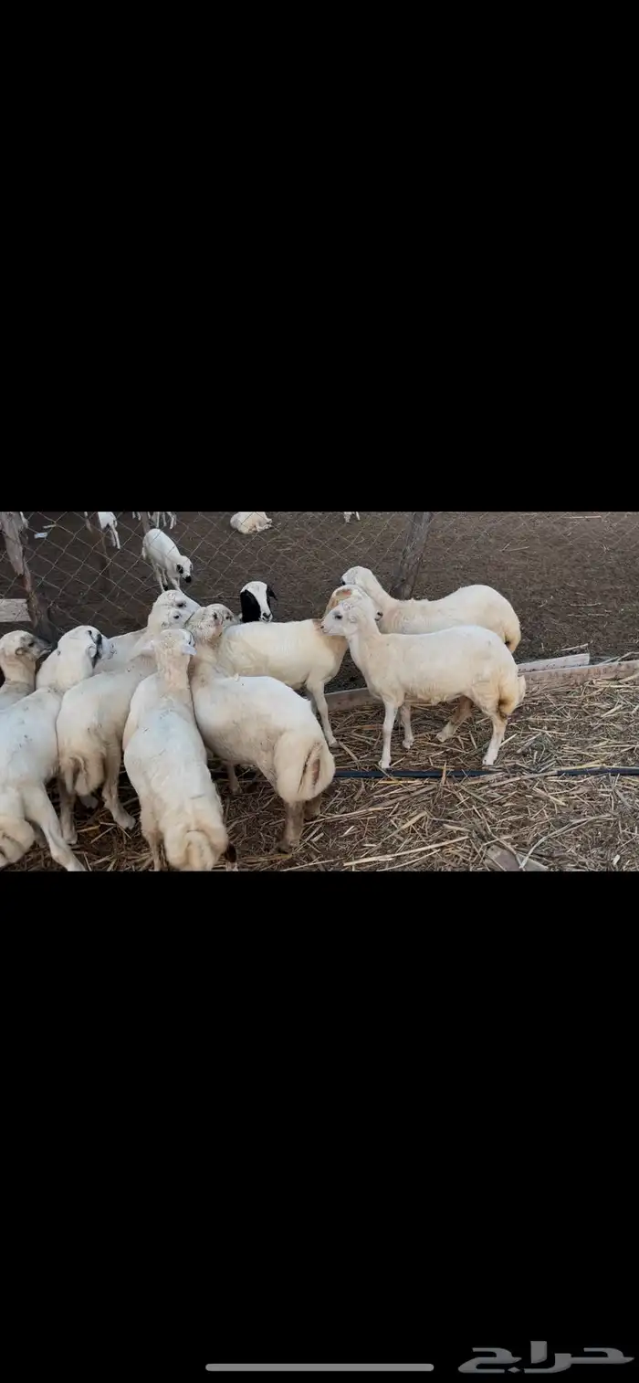 رخيل وفران 1