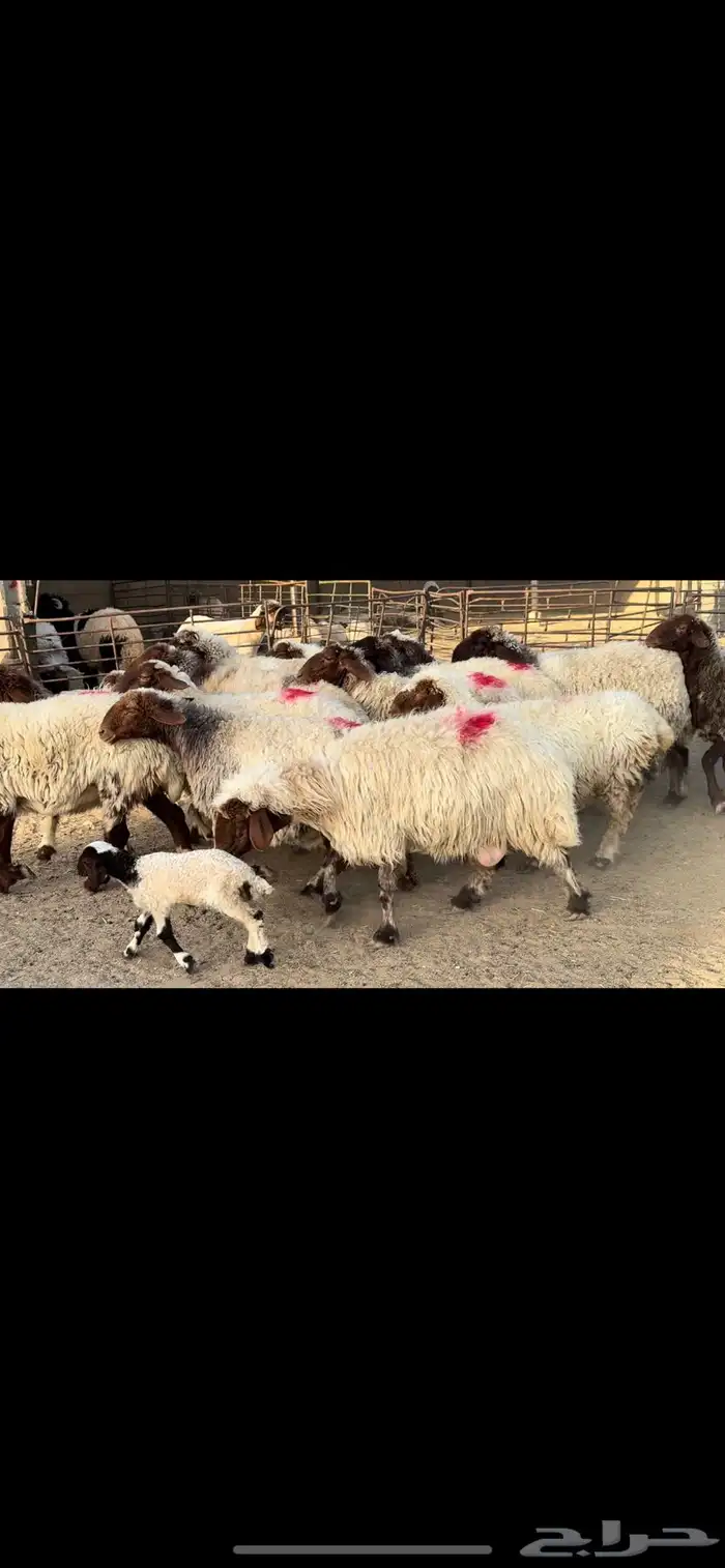 غنم نعيم دفيع 2