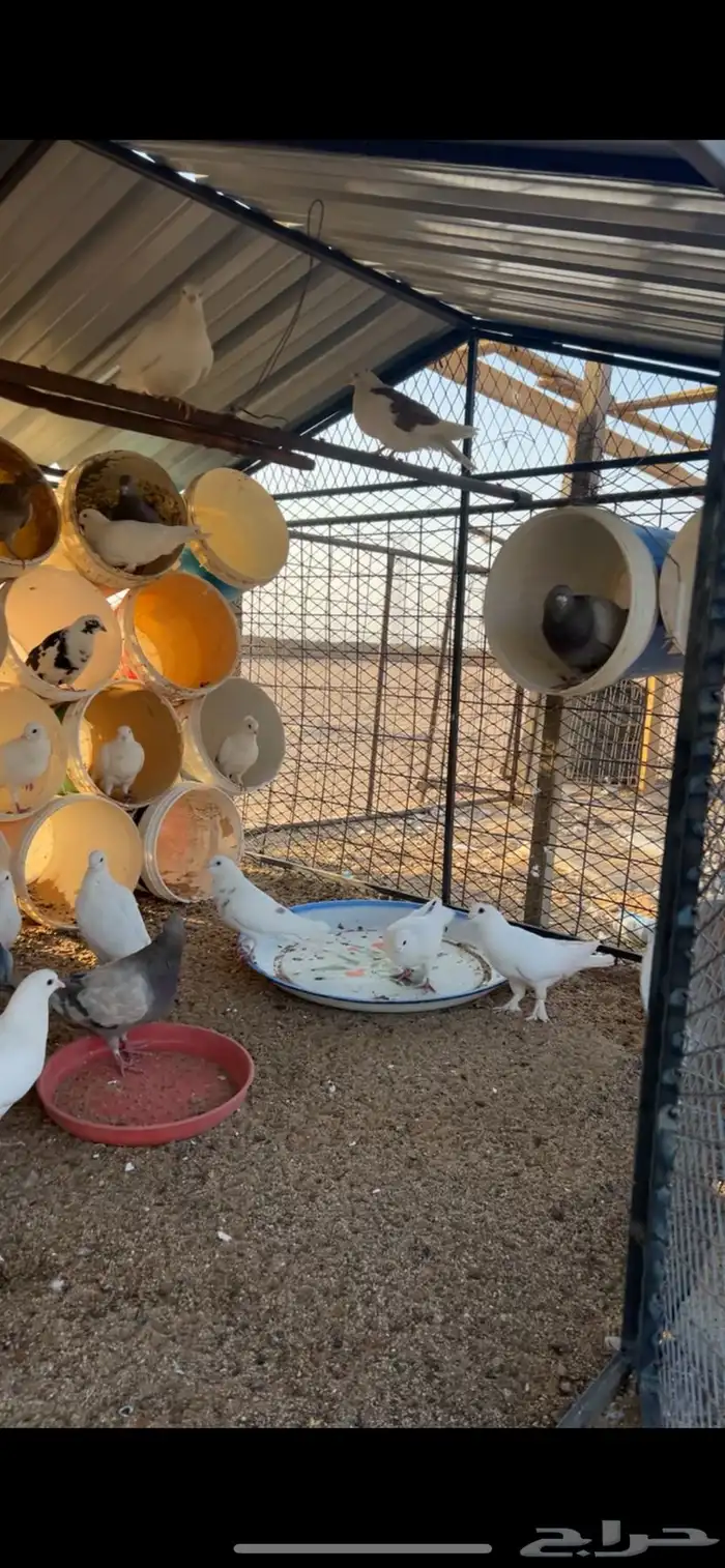 حمام فرنسي طيب 17 جوز تقريبا 34 حبة 2