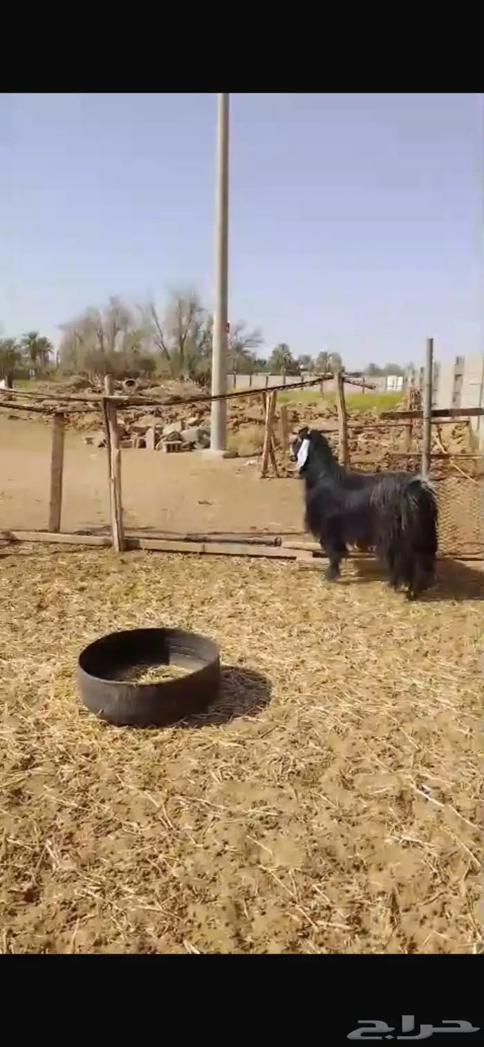 تيس عارضي فحل 1