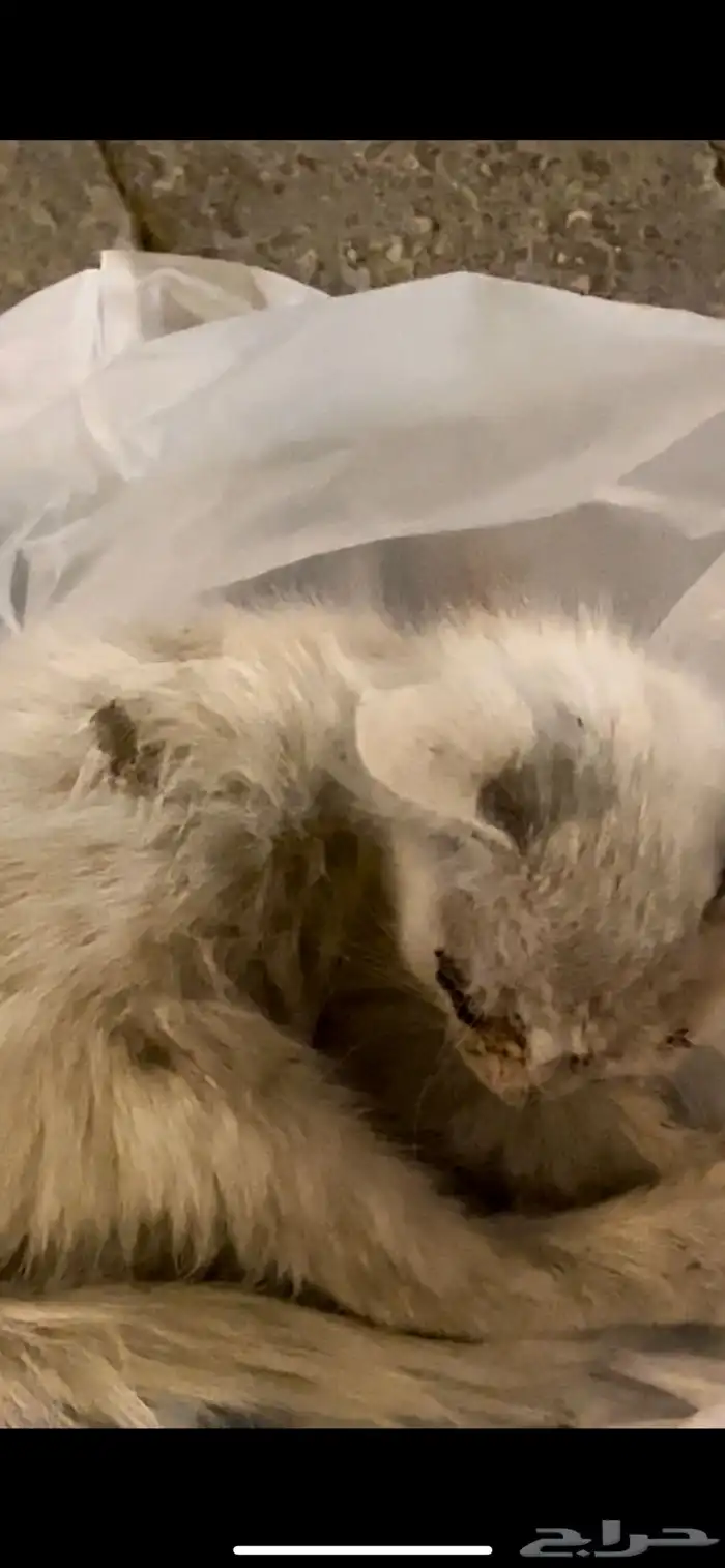 اي احد يقدر ينقذه بالدرعيه عند السمحانيه بالضبط 0