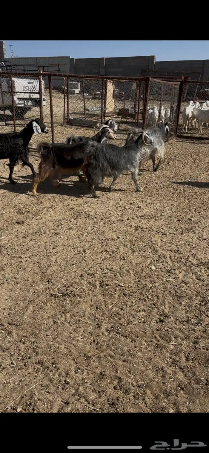 معزى ديره عربيات7(مبيوعه) 6