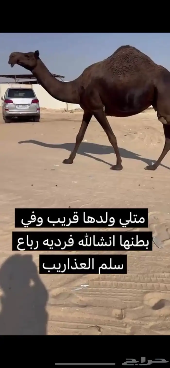 مجهم لقحه متلي مقرب 0