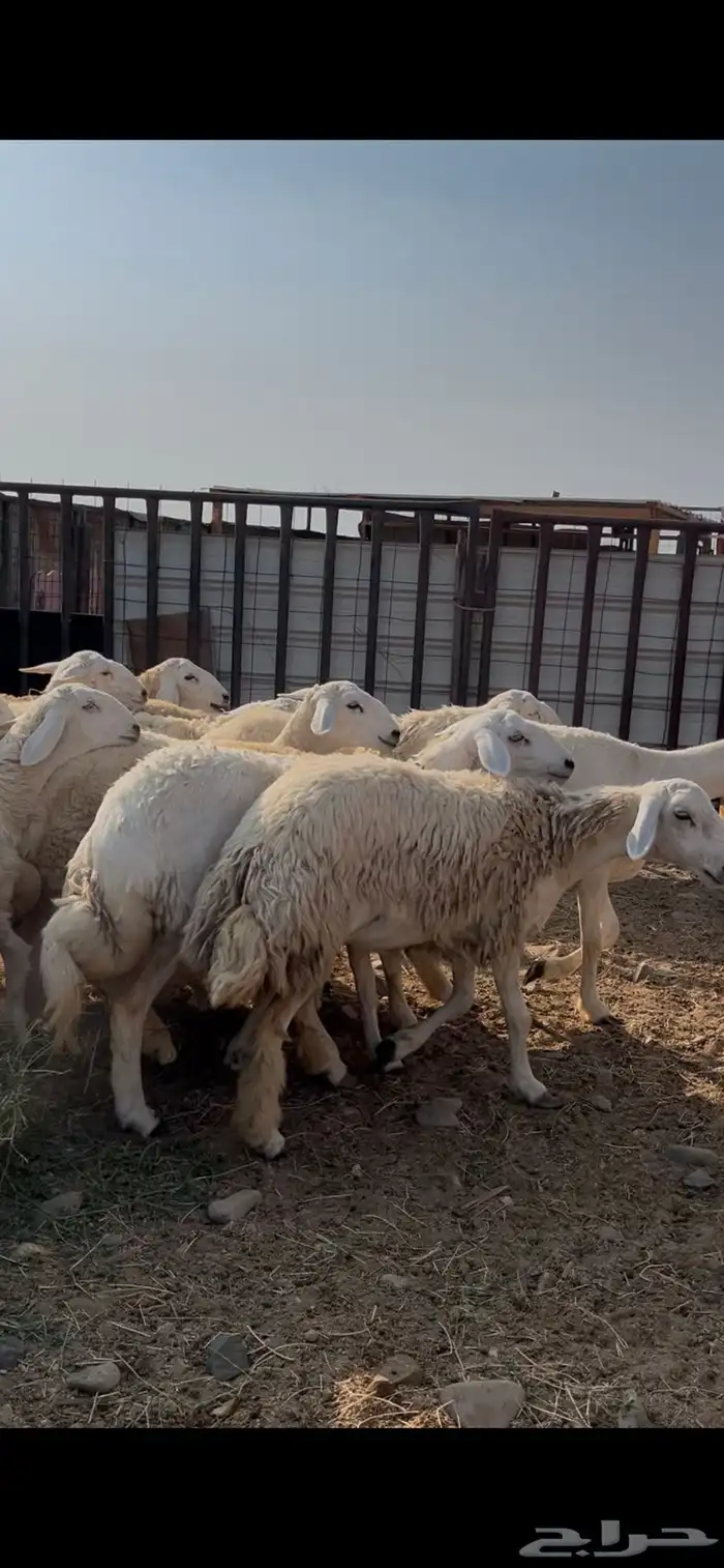 رخال صنف حرش جذعات 0