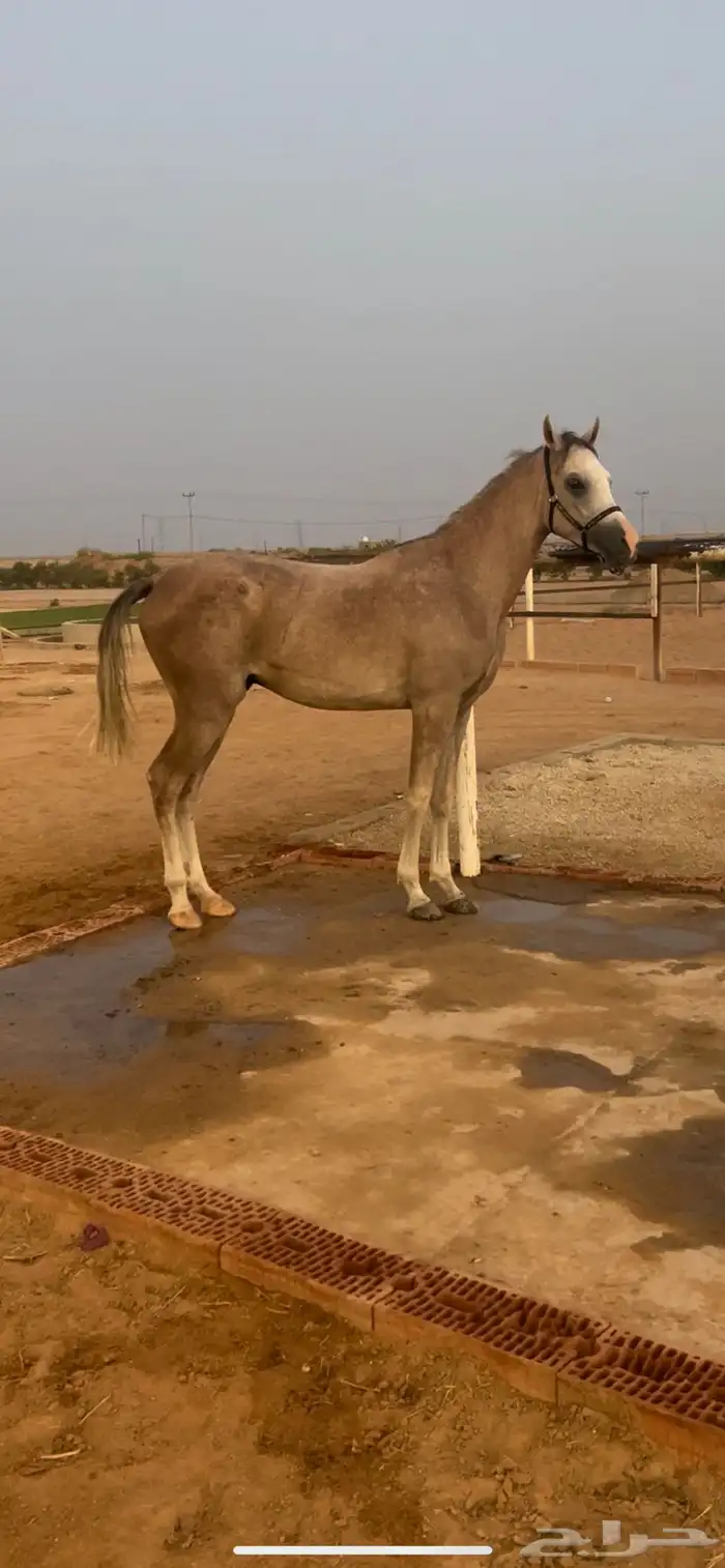 مهر للبيع تم البيع 0