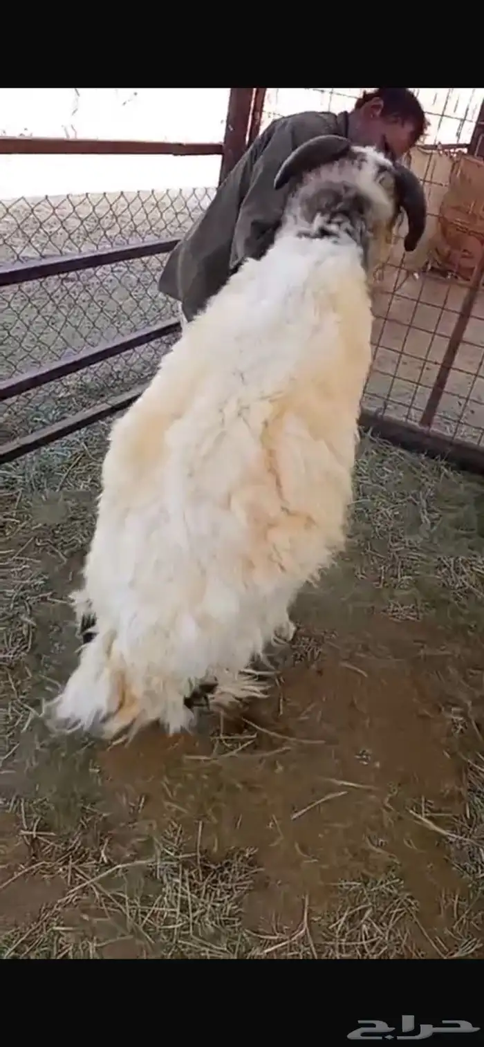 فحل للبيع نعيمي صنف 0