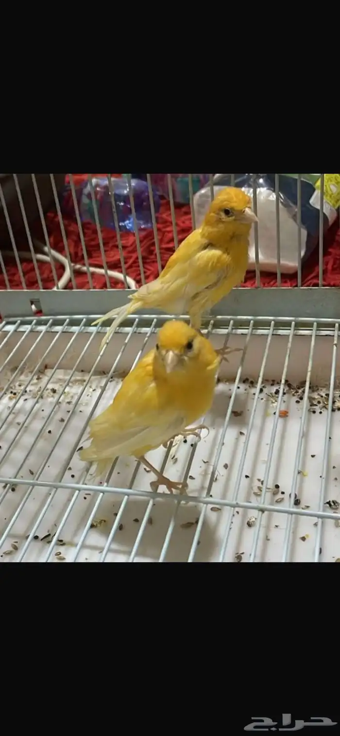 جوز كناري منتج 0
