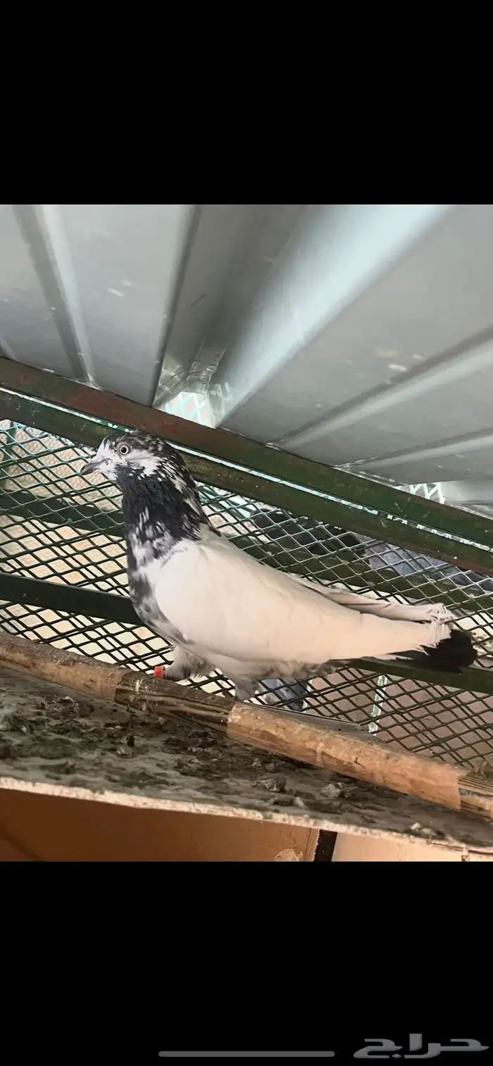 جوزين قطايف وجوز باكستاني 3