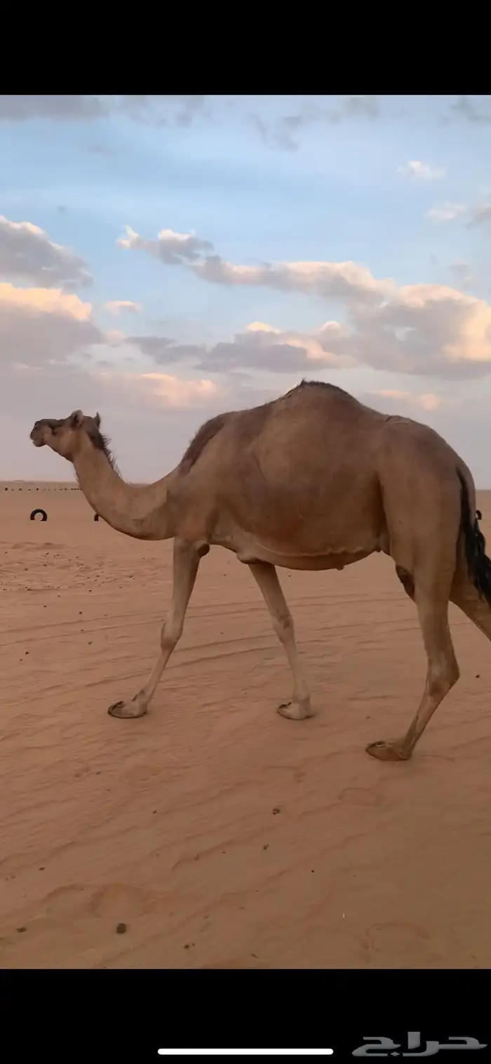 لقحه تنتج كفو 1