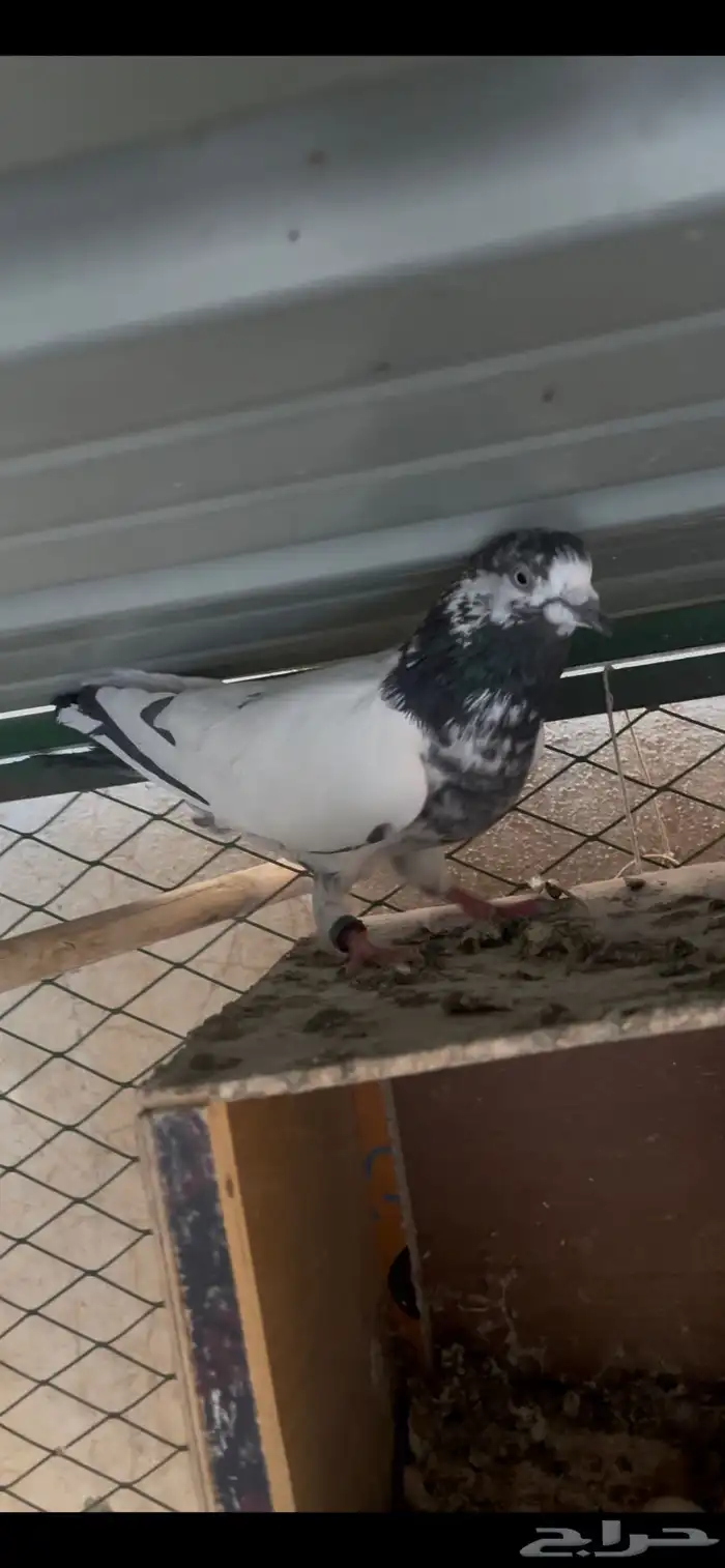 جوزين قطايف وجوز باكستاني 4