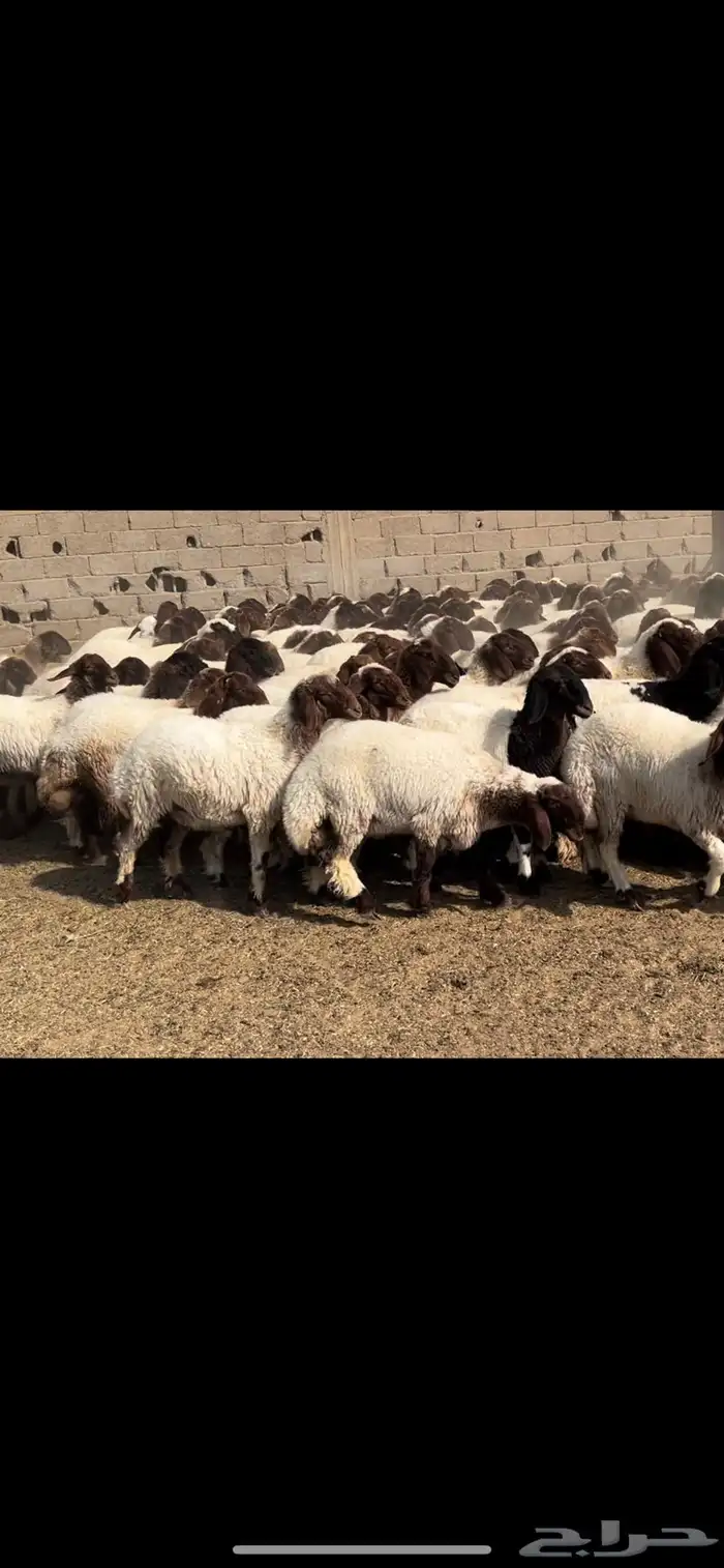 جذعات نعيم مقاني 2