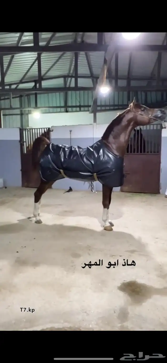 مهر شعبي شيخ 4