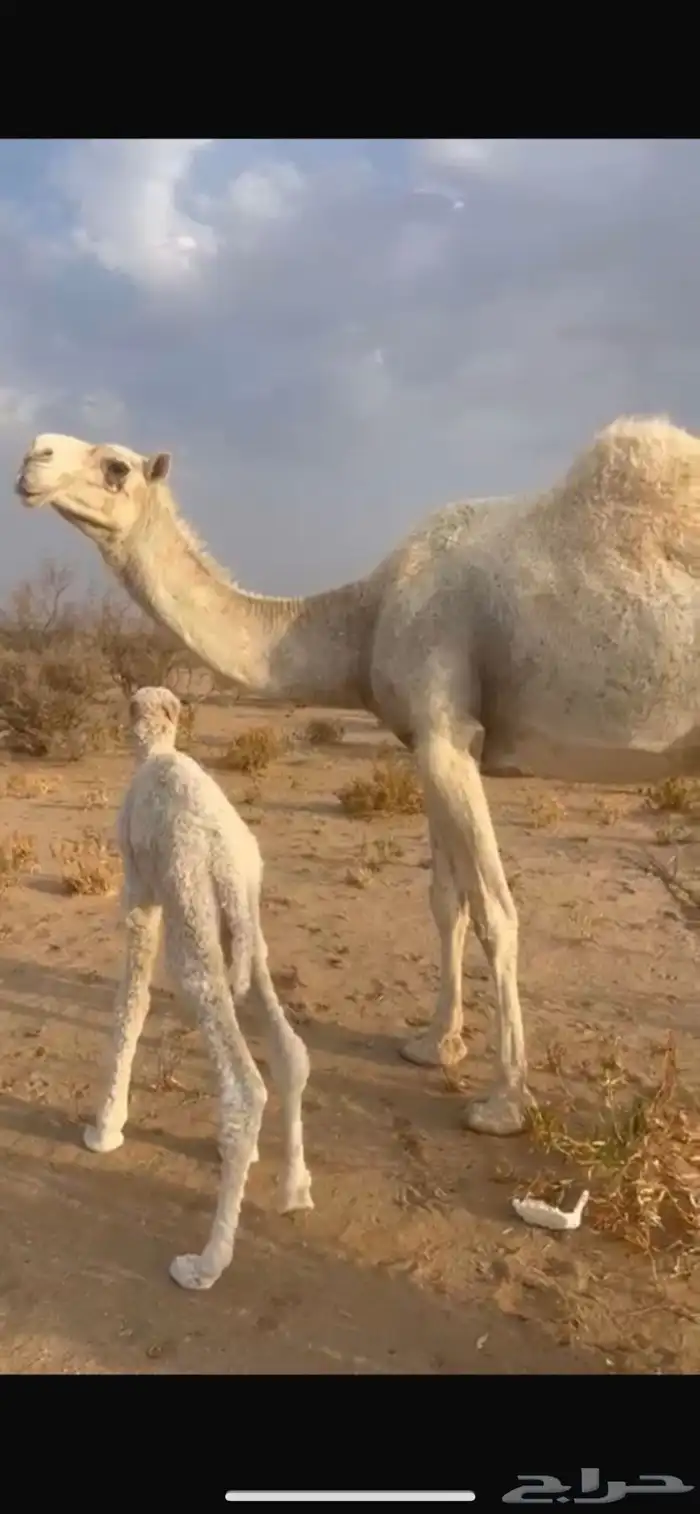 خلفه مصغر للبيع 3