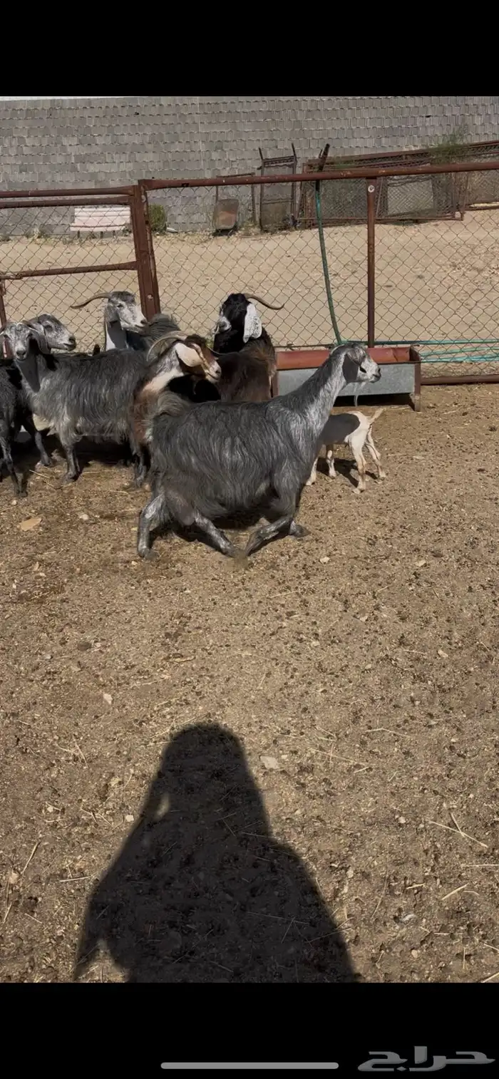 معزى ديره عربيات7(مبيوعه) 2