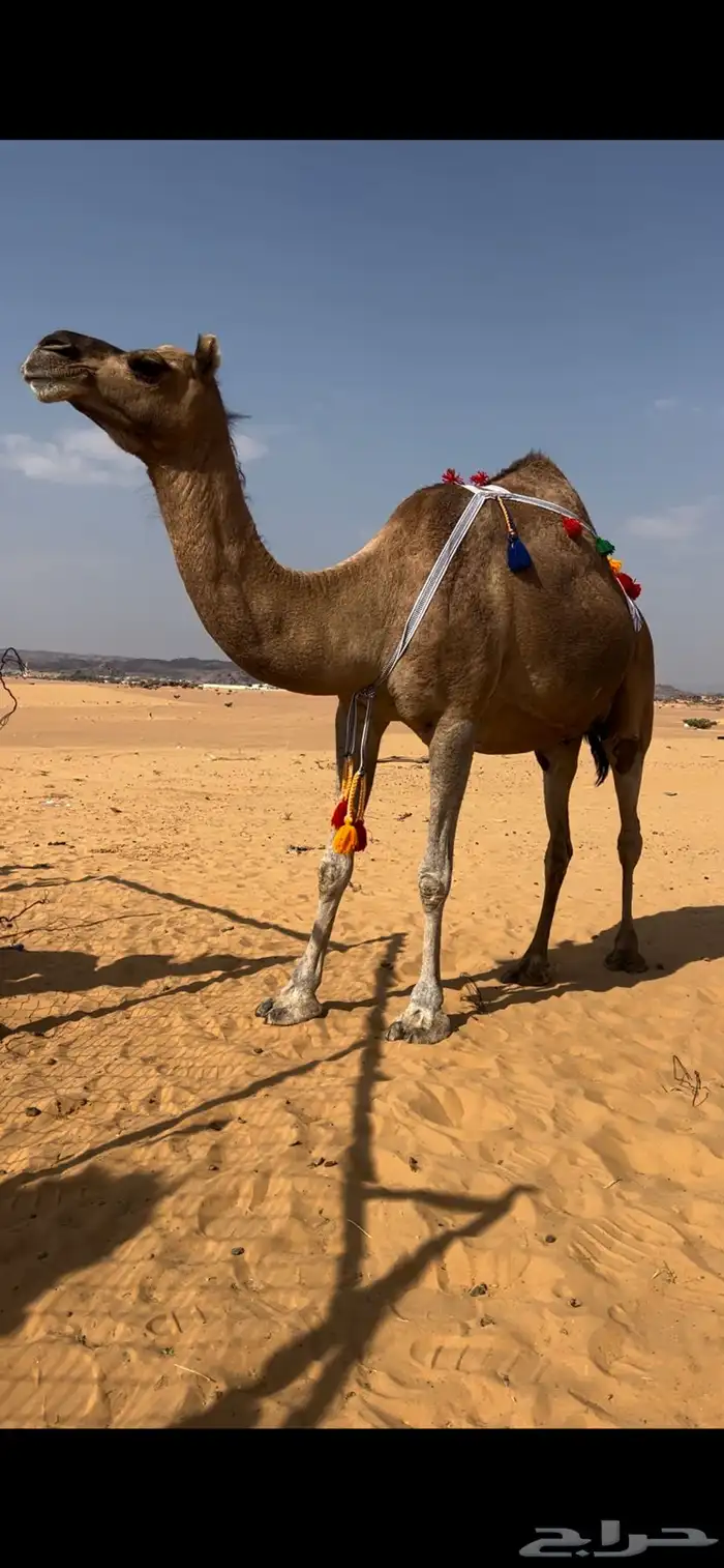 خلفه حمرا حليبها واجد 0