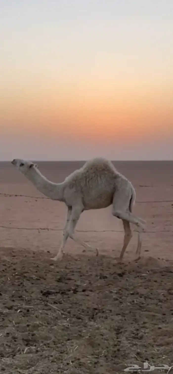 حشو قصب للبيع نضيفه وسليمه شرط 2
