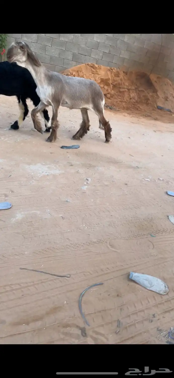 عرض بيع رخل كفو 0