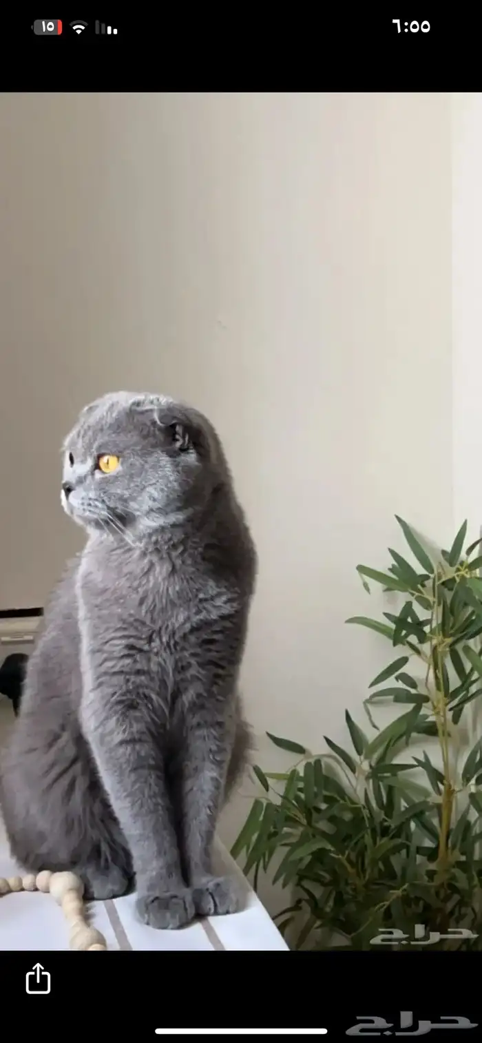 قط سكوتش طالب لزواج ذكر 0