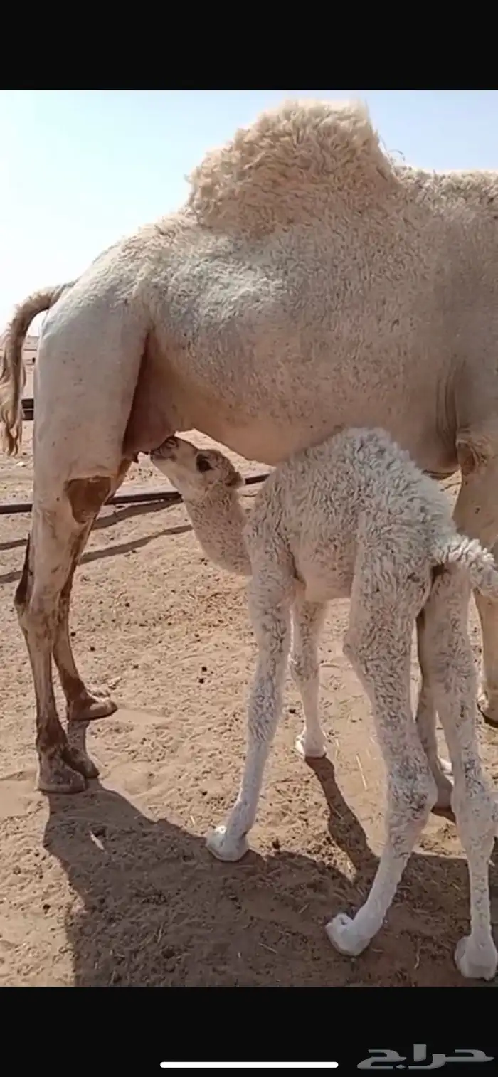 خلفه مصغر للبيع 0